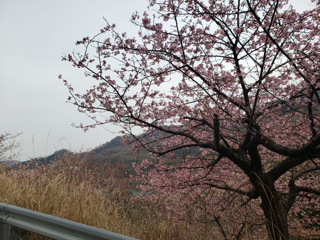 早咲き桜、春はもう近い！？