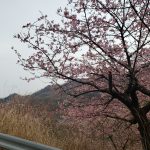 早咲き桜、春はもう近い！？