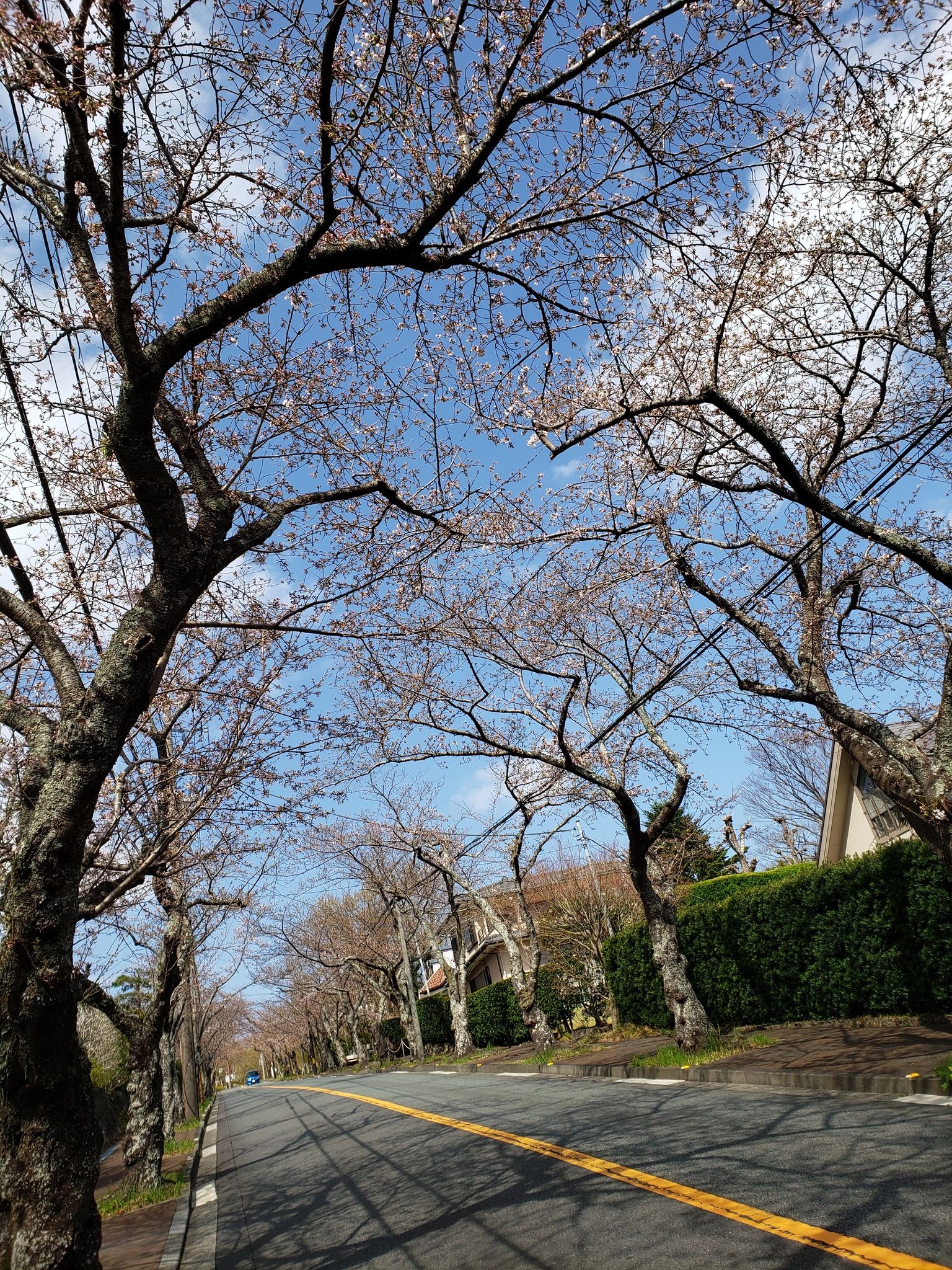 大室高原にて春の芽吹き