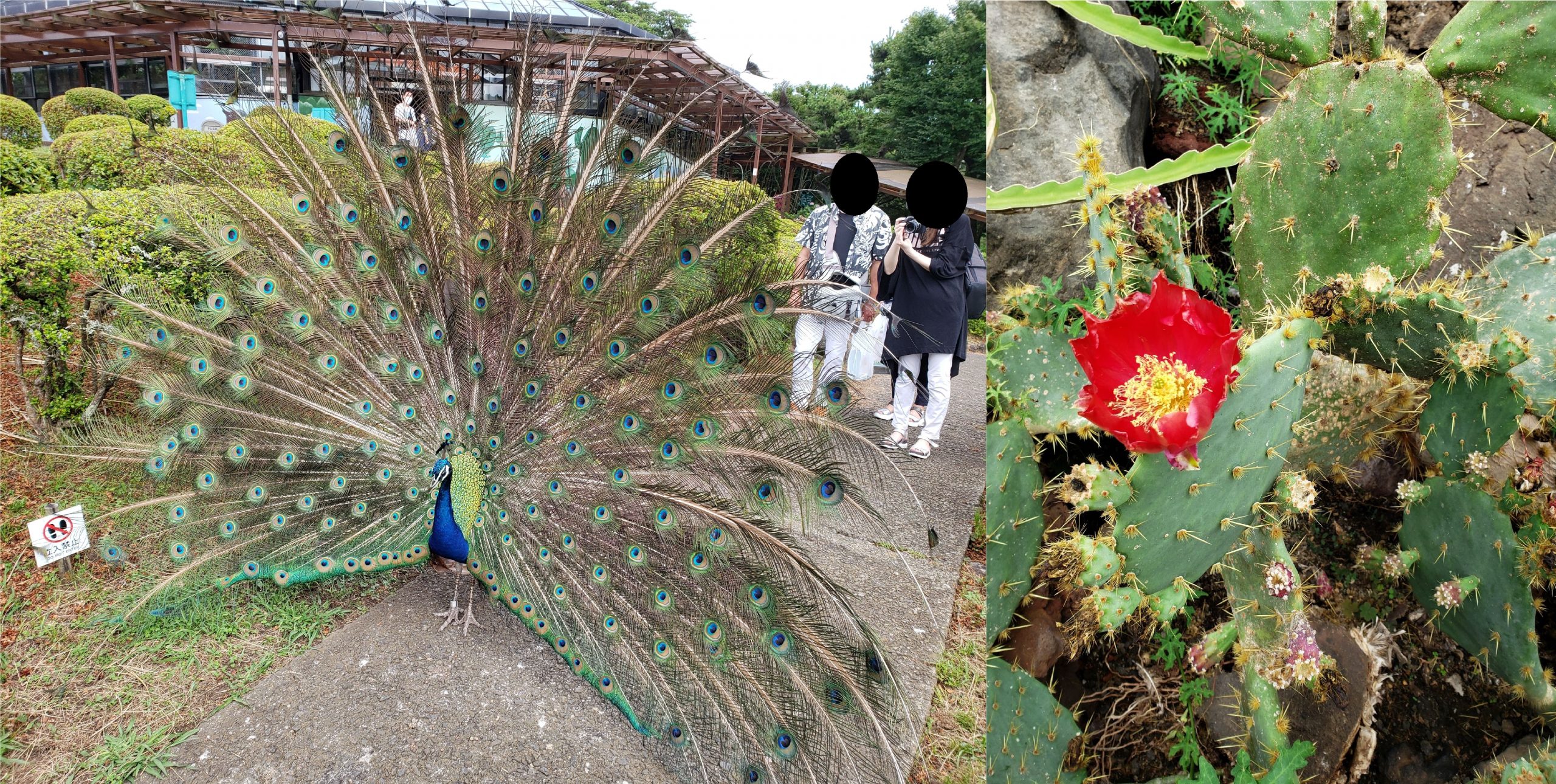サボテンの花と孔雀