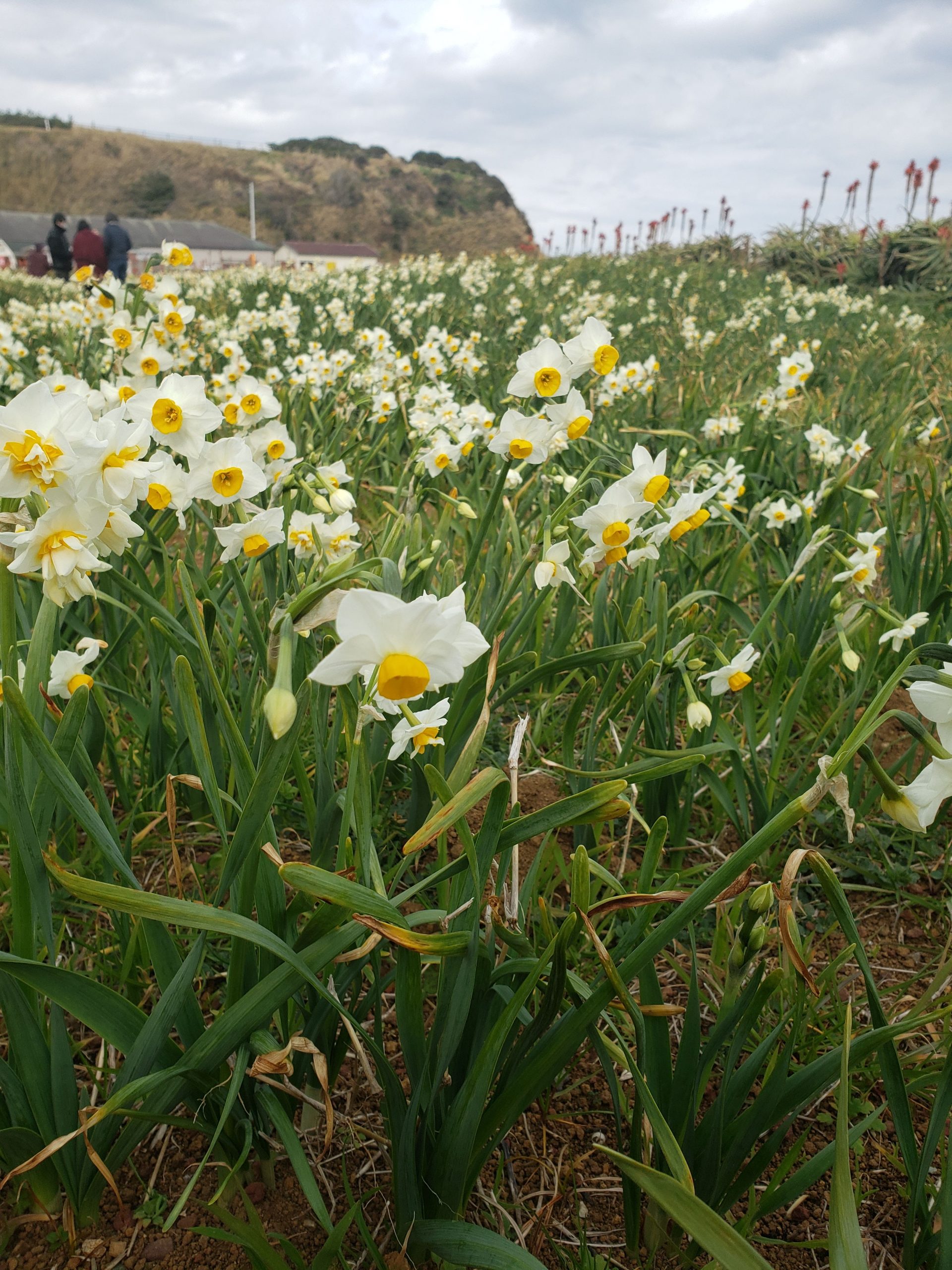 爪木崎海岸水仙祭りへ行きました！