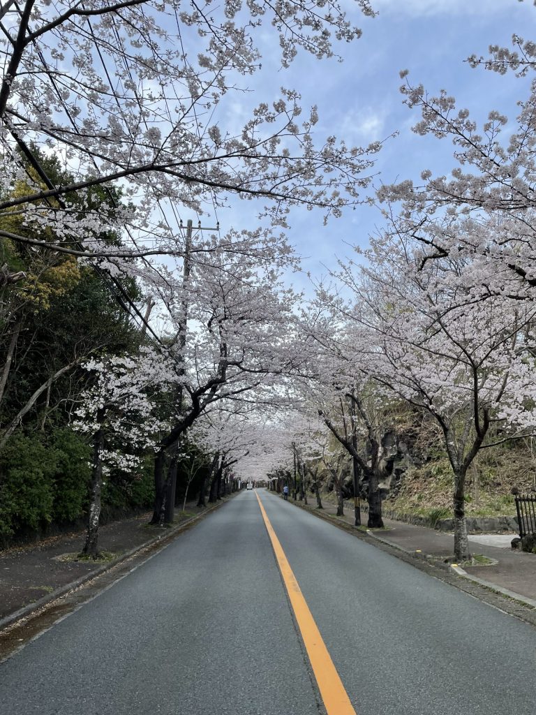 伊豆高原の桜並木は満開です！