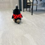 連続記録更新中（自画自賛）